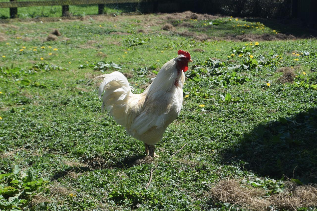 Orchard Grove Bed & Breakfast R21Rc58 Bagenalstown Zewnętrze zdjęcie